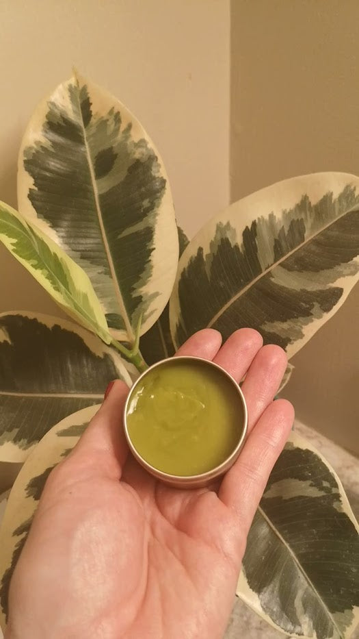 A hand holding a jar of green salve in front of the leaves of a ficus plant. 